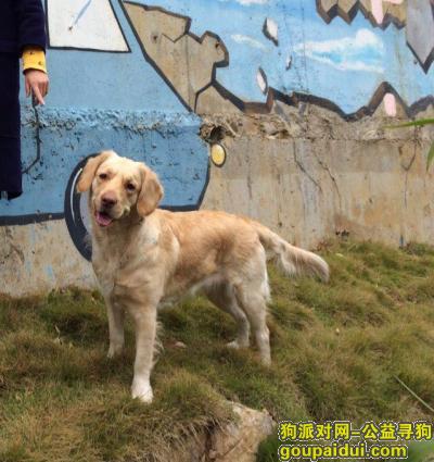宜昌寻狗网，找浅黄色，红鼻子的金毛，它是一只非常可爱的宠物狗狗，希望它早日回家，不要变成流浪狗。
