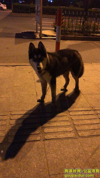 【杭州捡到狗】，杭州崇贤独山附近捡到哈士奇，它是一只非常可爱的宠物狗狗，希望它早日回家，不要变成流浪狗。