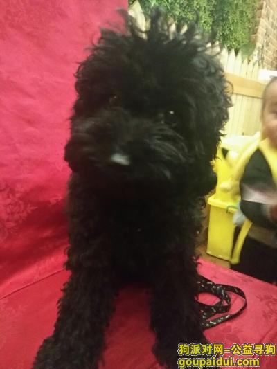 【上海找狗】，寻找黑色贵宾犬两个月大，它是一只非常可爱的宠物狗狗，希望它早日回家，不要变成流浪狗。