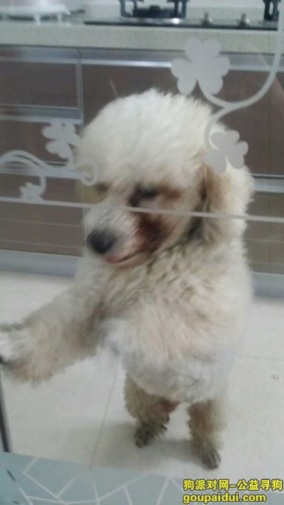 【上海捡到狗】，上海浦东寻找白狗主人，它是一只非常可爱的宠物狗狗，希望它早日回家，不要变成流浪狗。