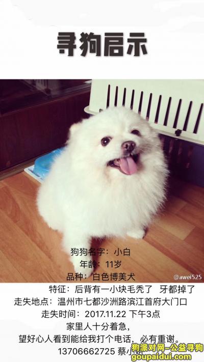 温州找狗，温州市七都岛滨江首府门口走失小型愽美犬，它是一只非常可爱的宠物狗狗，希望它早日回家，不要变成流浪狗。