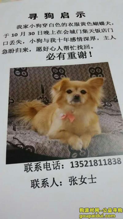【北京找狗】，2017年10月30日在京海淀区会城门集天饭店门口，张女士丢了伴一生的乖儿子，，它是一只非常可爱的宠物狗狗，希望它早日回家，不要变成流浪狗。