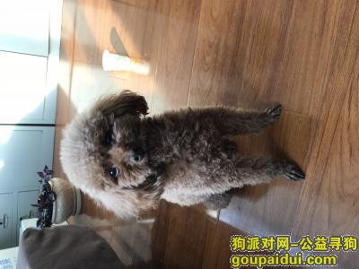寻主人^_^沈阳市天坛一街附近捡到一只棕色泰迪，它是一只非常可爱的宠物狗狗，希望它早日回家，不要变成流浪狗。