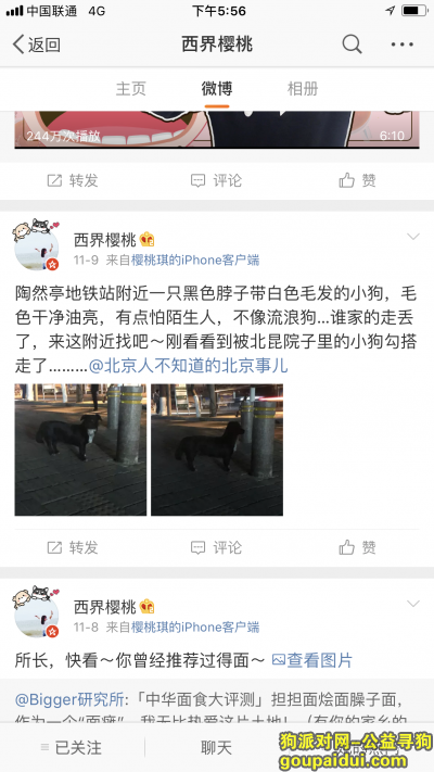 【北京找狗】，寻找多多 11月9日有人看到在陶然亭地铁站附近，它是一只非常可爱的宠物狗狗，希望它早日回家，不要变成流浪狗。