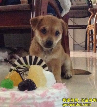 【深圳找狗】，家有一爱犬，于2017年11月24日早上在深圳坂田五和大道，临近四季花城南门走失。，它是一只非常可爱的宠物狗狗，希望它早日回家，不要变成流浪狗。