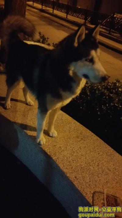 【北京捡到狗】，哈士奇公的会叫妈妈，26日在台基厂路口西南捡到。，它是一只非常可爱的宠物狗狗，希望它早日回家，不要变成流浪狗。