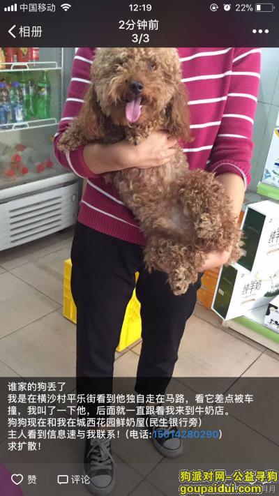 广州捡到狗，横沙村平乐街母贵宾寻主，它是一只非常可爱的宠物狗狗，希望它早日回家，不要变成流浪狗。