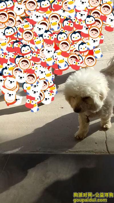 寻11月25日在郑州白色比熊和泰迪串串，它是一只非常可爱的宠物狗狗，希望它早日回家，不要变成流浪狗。