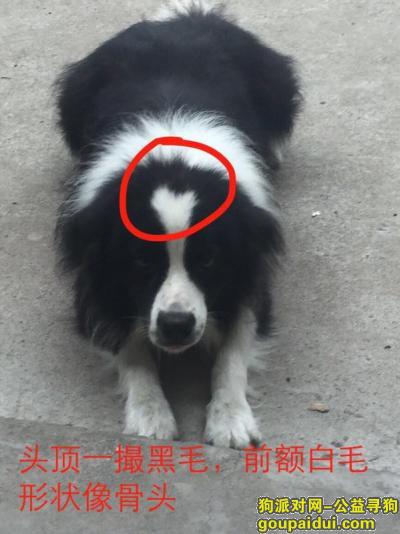 南通如东县开发新区酬谢两千元寻找边牧，它是一只非常可爱的宠物狗狗，希望它早日回家，不要变成流浪狗。