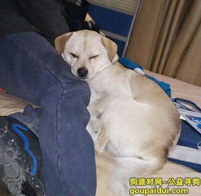 【上海找狗】，11.26号上海鞋土路鞋城批发市场走丢，它是一只非常可爱的宠物狗狗，希望它早日回家，不要变成流浪狗。