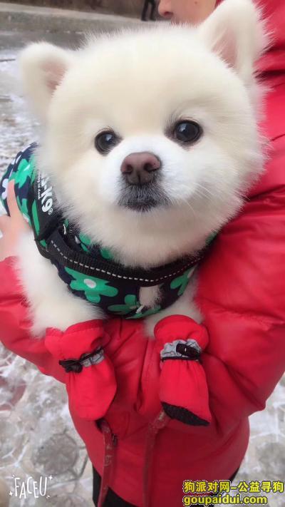 求大家帮忙注意，香坊区中北春城三期附近丢失爱犬，它是一只非常可爱的宠物狗狗，希望它早日回家，不要变成流浪狗。