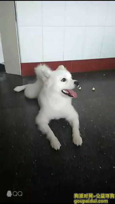 三明寻狗，沙县后薛新村一只剃了毛的银狐犬丢失，它是一只非常可爱的宠物狗狗，希望它早日回家，不要变成流浪狗。