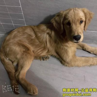 【曲靖找狗】，会泽龙湖二期寻找小金毛，它是一只非常可爱的宠物狗狗，希望它早日回家，不要变成流浪狗。