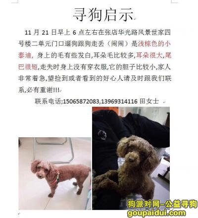 【淄博找狗】，淄博两千酬谢寻爱犬，闹闹，浅棕色泰迪，它是一只非常可爱的宠物狗狗，希望它早日回家，不要变成流浪狗。