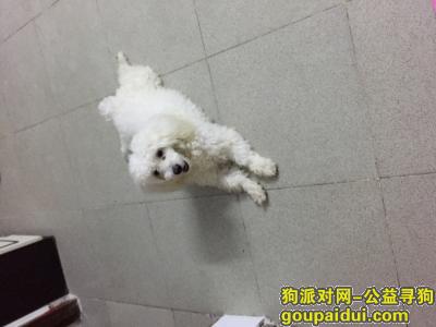 【广州捡到狗】，广州海珠区白色狗狗找主人，它是一只非常可爱的宠物狗狗，希望它早日回家，不要变成流浪狗。