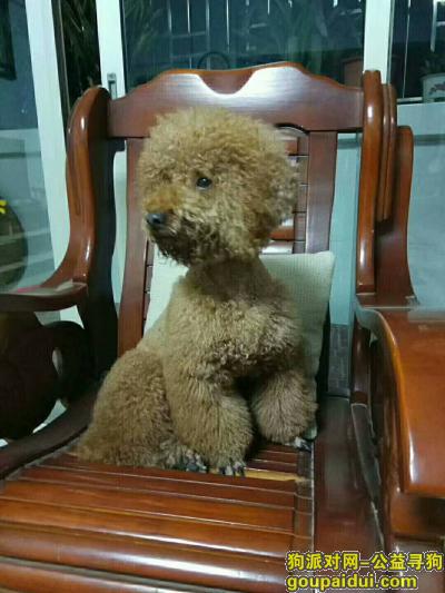 深圳找走失7岁爱犬果果，它是一只非常可爱的宠物狗狗，希望它早日回家，不要变成流浪狗。