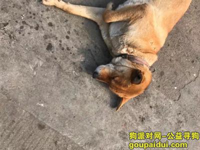 台州寻狗网，狗狗走丢希望快点找到，它是一只非常可爱的宠物狗狗，希望它早日回家，不要变成流浪狗。