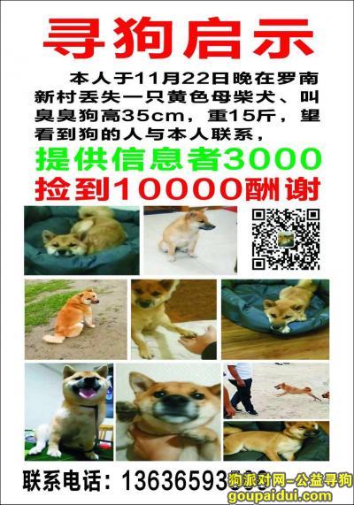上海宝山区罗南新村悬赏一万寻找柴犬，它是一只非常可爱的宠物狗狗，希望它早日回家，不要变成流浪狗。