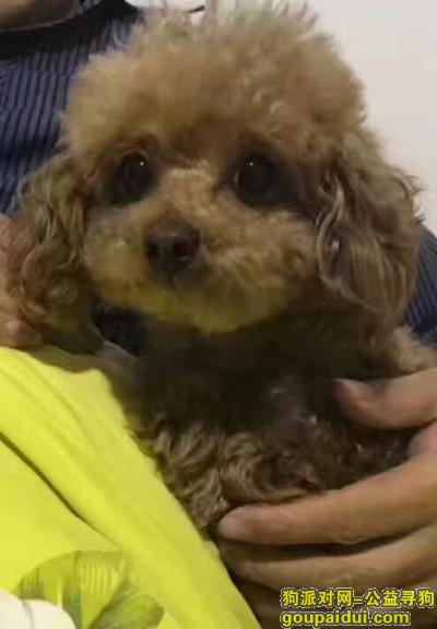 上海黄浦区淮海中路悬赏4万元寻找泰迪，它是一只非常可爱的宠物狗狗，希望它早日回家，不要变成流浪狗。