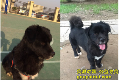 【武汉找狗】，武汉市武昌区武泰闸花园小区酬谢五千元寻找狗狗，它是一只非常可爱的宠物狗狗，希望它早日回家，不要变成流浪狗。