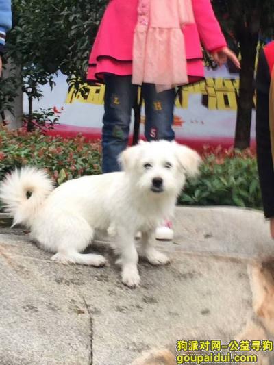 襄阳寻狗网，寻找京巴串串白色公狗，它是一只非常可爱的宠物狗狗，希望它早日回家，不要变成流浪狗。