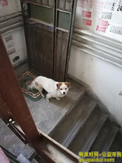 【天津捡到狗】，寻狗主人～狗狗一直在楼道，它是一只非常可爱的宠物狗狗，希望它早日回家，不要变成流浪狗。