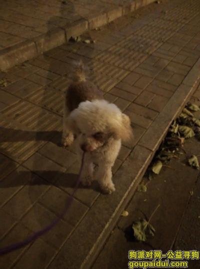 【北京捡到狗】，朝阳门史家小学附近苍南胡同捡到一只贵妇，它是一只非常可爱的宠物狗狗，希望它早日回家，不要变成流浪狗。