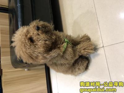 【上海捡到狗】，普陀区捡到棕色贵宾 公。身上有绿色背带。找主人，它是一只非常可爱的宠物狗狗，希望它早日回家，不要变成流浪狗。