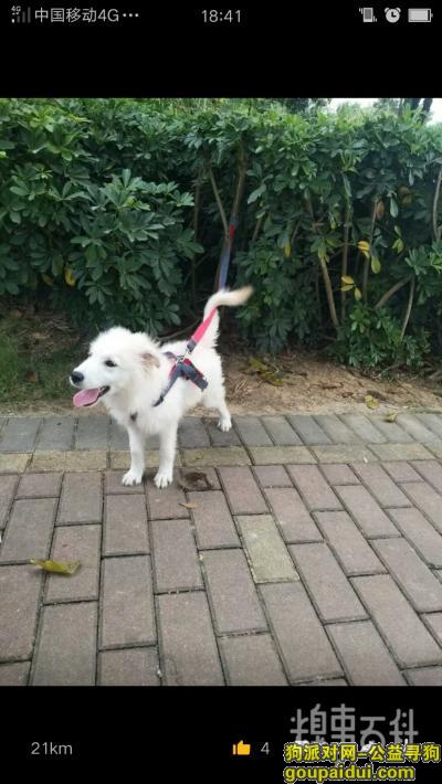 【深圳找狗】，可爱的小狗狗在龙岗六约附近走丢了，它是一只非常可爱的宠物狗狗，希望它早日回家，不要变成流浪狗。