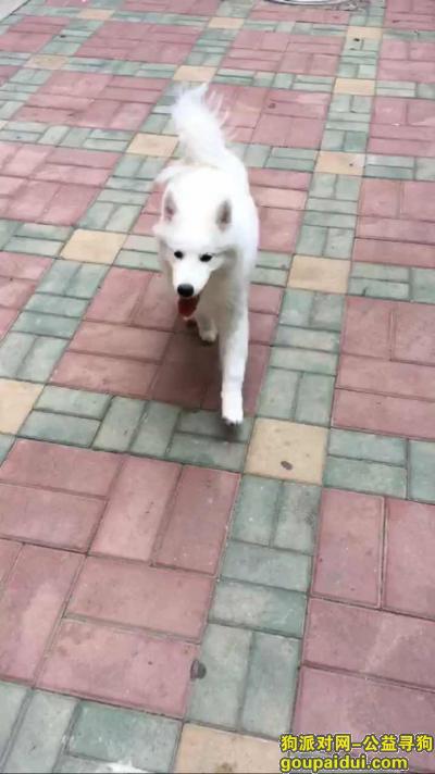 银川-兴庆区利民街博文小学酬谢五千元寻找萨摩，它是一只非常可爱的宠物狗狗，希望它早日回家，不要变成流浪狗。