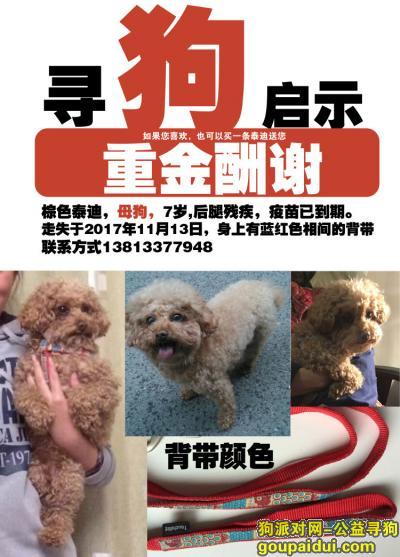 【南京找狗】，南京急寻母泰迪，重金酬谢，它是一只非常可爱的宠物狗狗，希望它早日回家，不要变成流浪狗。