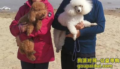 【北京找狗】，求好心人提供我家狗狗下落，它是一只非常可爱的宠物狗狗，希望它早日回家，不要变成流浪狗。