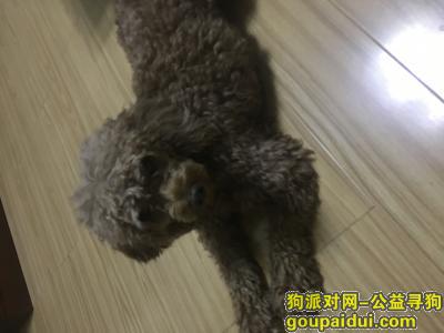 青岛市崂山区北国之村采菊苑捡到泰迪一只，它是一只非常可爱的宠物狗狗，希望它早日回家，不要变成流浪狗。