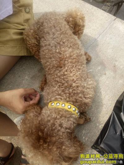 青岛崂山区西韩村寻找泰迪公狗棕熊，它是一只非常可爱的宠物狗狗，希望它早日回家，不要变成流浪狗。