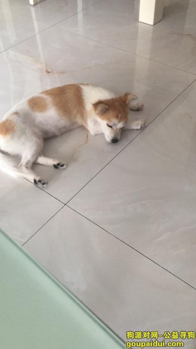 【深圳找狗】，狗狗在深圳北环宜家附近走失，一岁的样子黄白色，它是一只非常可爱的宠物狗狗，希望它早日回家，不要变成流浪狗。