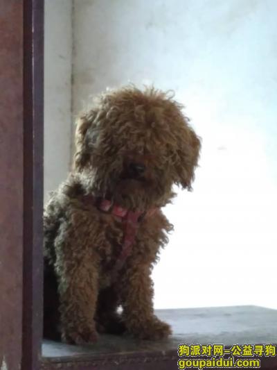 【南昌找狗】，12月4号晚上丢的泰迪，它是一只非常可爱的宠物狗狗，希望它早日回家，不要变成流浪狗。