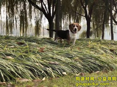 【郑州找狗】，12月1日郑东新区熊儿河公园丢失比格狗狗，它是一只非常可爱的宠物狗狗，希望它早日回家，不要变成流浪狗。