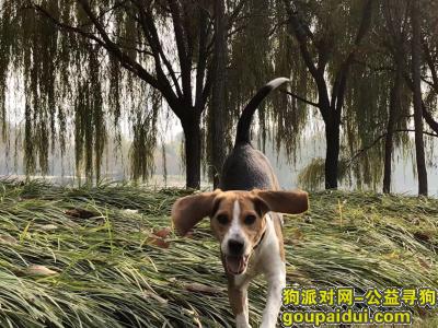 捡到比格犬，郑东新区熊儿河公园丢失比格狗狗，它是一只非常可爱的宠物狗狗，希望它早日回家，不要变成流浪狗。
