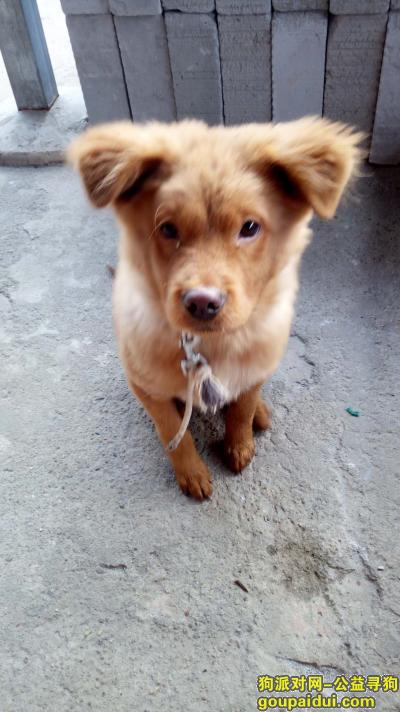 武汉找狗主人，在宝丰一路附近捡到的小狗狗，它是一只非常可爱的宠物狗狗，希望它早日回家，不要变成流浪狗。