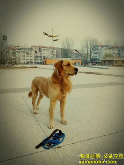 【廊坊找狗】，12月5日大学城丢失一只金毛，它是一只非常可爱的宠物狗狗，希望它早日回家，不要变成流浪狗。
