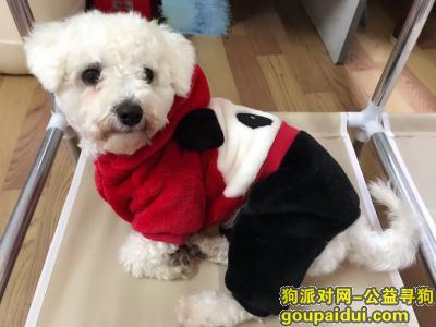北京永澄北路丢失白色比熊一只，望早日回家，2000元作为答谢，它是一只非常可爱的宠物狗狗，希望它早日回家，不要变成流浪狗。