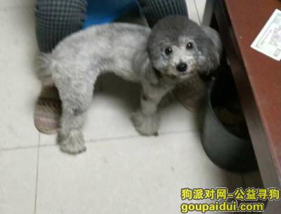 【北京找狗】，灰色泰迪走丢，好心人帮忙寻回，它是一只非常可爱的宠物狗狗，希望它早日回家，不要变成流浪狗。