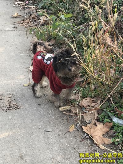 汉口北大道滠口街看到一只穿衣服的狗狗。，它是一只非常可爱的宠物狗狗，希望它早日回家，不要变成流浪狗。