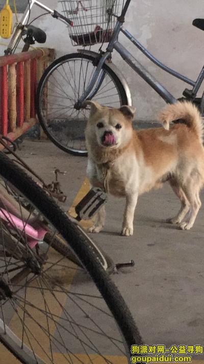 福州台江附近捡到一只有点像柴犬串串，它是一只非常可爱的宠物狗狗，希望它早日回家，不要变成流浪狗。