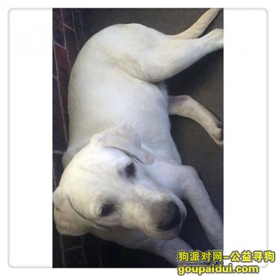 【天津找狗】，白色拉布拉多犬，腿上有细条疤痕，它是一只非常可爱的宠物狗狗，希望它早日回家，不要变成流浪狗。