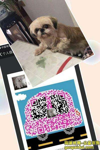 【上海找狗】，南通市崇川区南通大学20号楼重金寻找西施犬，它是一只非常可爱的宠物狗狗，希望它早日回家，不要变成流浪狗。
