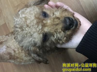 南京寻狗主人，南京建邺区 省中医二院附近捡到泰迪一只，它是一只非常可爱的宠物狗狗，希望它早日回家，不要变成流浪狗。