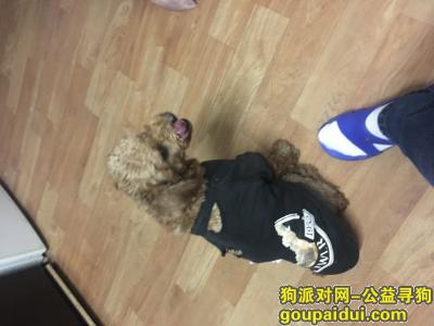 【南京捡到狗】，建邺区 省中医二院附近捡到一只泰迪，它是一只非常可爱的宠物狗狗，希望它早日回家，不要变成流浪狗。