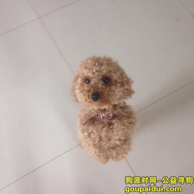 宿迁寻狗，寻找爱犬泗阳县城丢失，它是一只非常可爱的宠物狗狗，希望它早日回家，不要变成流浪狗。