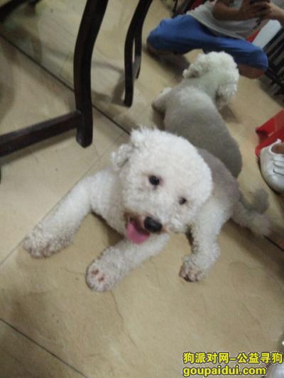 【深圳找狗】，宝安48区海华公园附近丢失白色比熊，它是一只非常可爱的宠物狗狗，希望它早日回家，不要变成流浪狗。